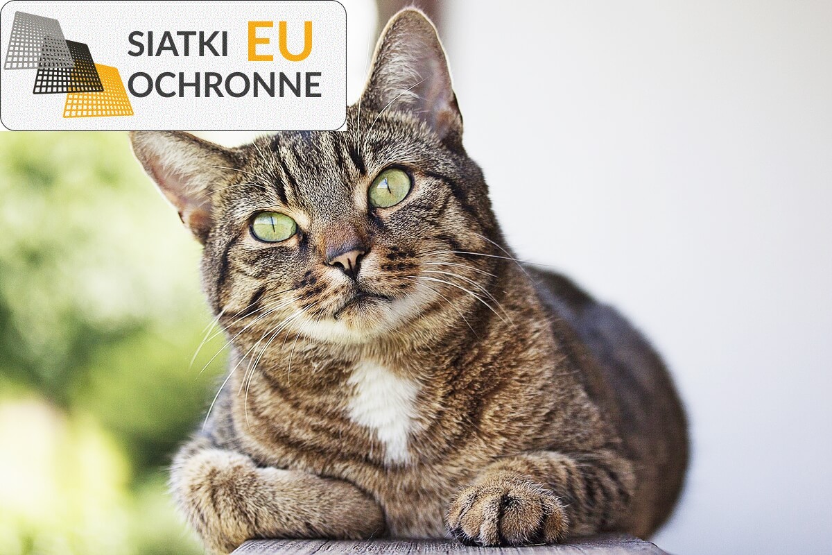 Drobnooczna siatka ochronna - idealny wybór dla bezpieczeństwa Twojego kota SiatkiOchronne.eu - Drobnooczna siatka ochronna - idealny wybór dla bezpieczeństwa Twojego kota