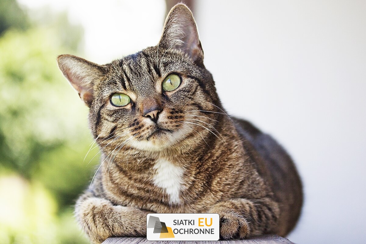   SiatkiOchronne.eu - Siatka pomcna w utrzymaniu porządku   Siatka do porządków domowych 