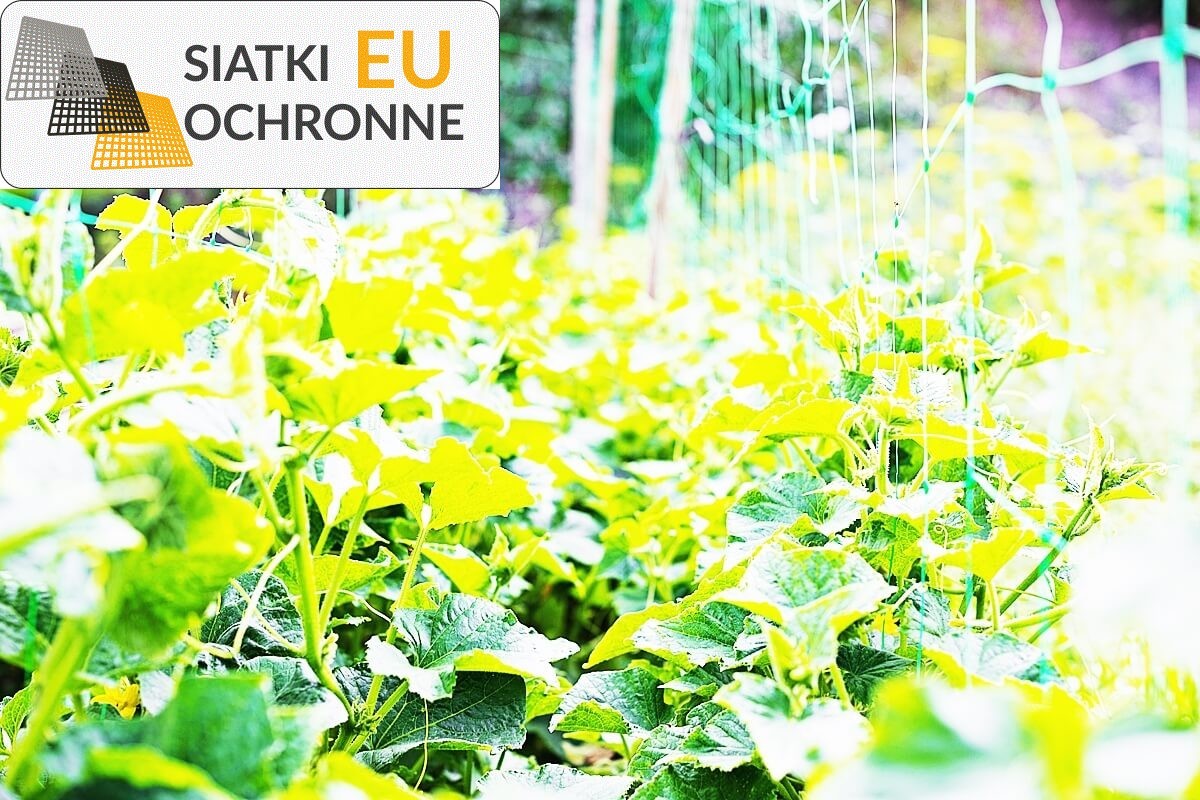 Ochronna siatka z polipropylenu dla Twoich grządek SiatkiOchronne.eu - Ochronna siatka z polipropylenu dla Twoich grządek