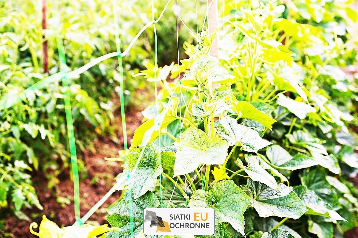   SiatkiOchronne.eu - Siatka sznurkowa: niezawodna ochrona Twoich kwiatów 