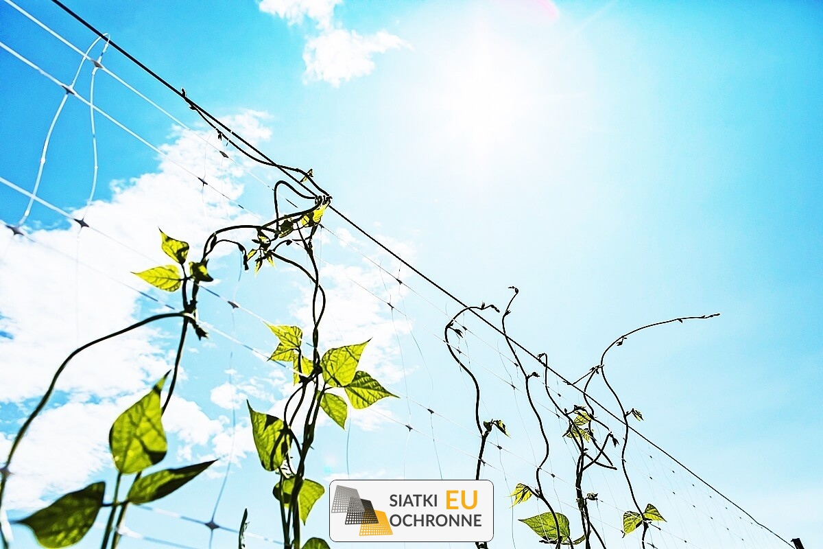  SiatkiOchronne.eu - Ogrodzenie grządek 