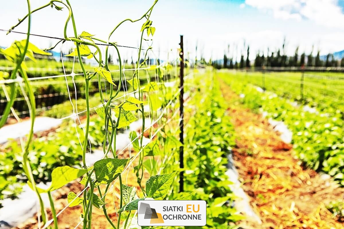  SiatkiOchronne.eu - Ogrodzenie grządek na działce - Ogrodzenie grządek z warzywami na działce - Ogrodzenie grządek z roślinami 