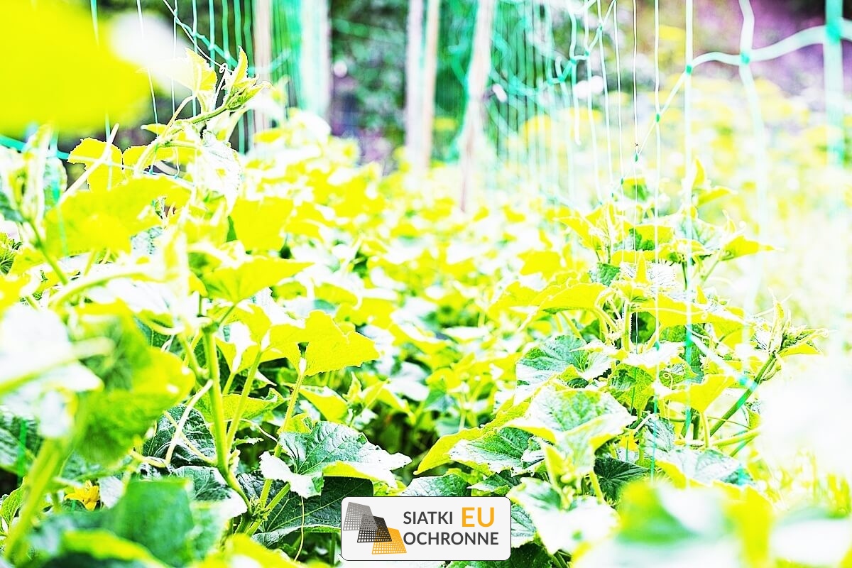   SiatkiOchronne.eu - Doskonała siatka zabezpieczająca dla roślin i kwiatów — Twoje rabaty zawsze będą chronione 