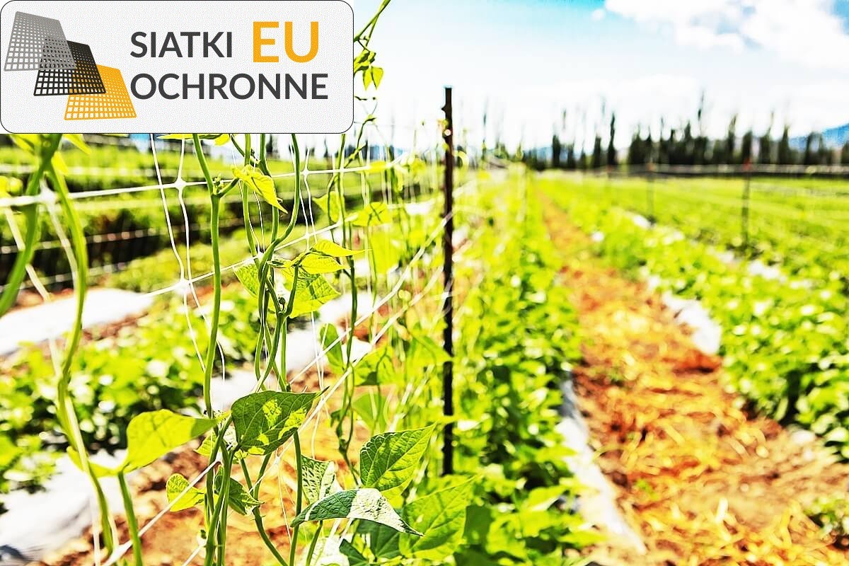 Siatka sznurkowa do ochrony roślin z nutą elegancji SiatkiOchronne.eu - Siatka sznurkowa do ochrony roślin z nutą elegancji