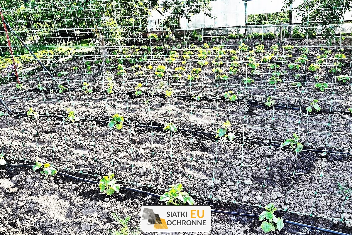 Siatka ochronna dla podniesionych grządek roślin SiatkiOchronne.eu - Siatka ochronna dla podniesionych grządek roślin