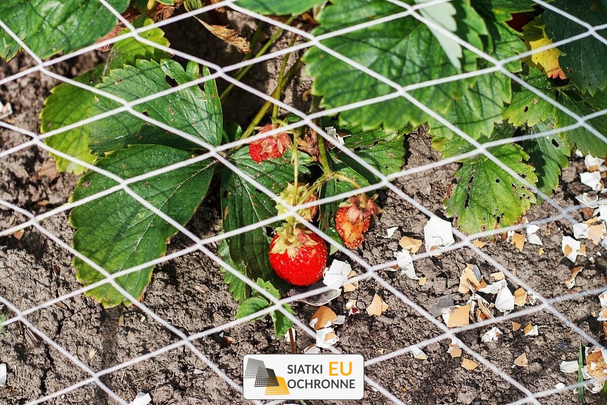   SiatkiOchronne.eu - Siatki i zabezpieczenia ogrodowe przeciwko zwierzętom 