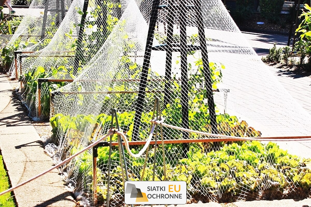 Ochronna siatka na sadzonki dla bezpiecznej inspekcji SiatkiOchronne.eu - Ochronna siatka na sadzonki dla bezpiecznej inspekcji