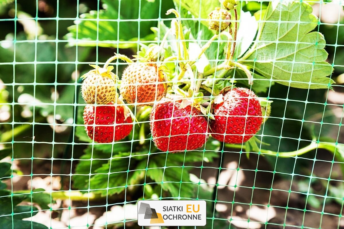  SiatkiOchronne.eu - Siatka ochronna na grządki - dla bezpiecznych i obfitych zbiorów 