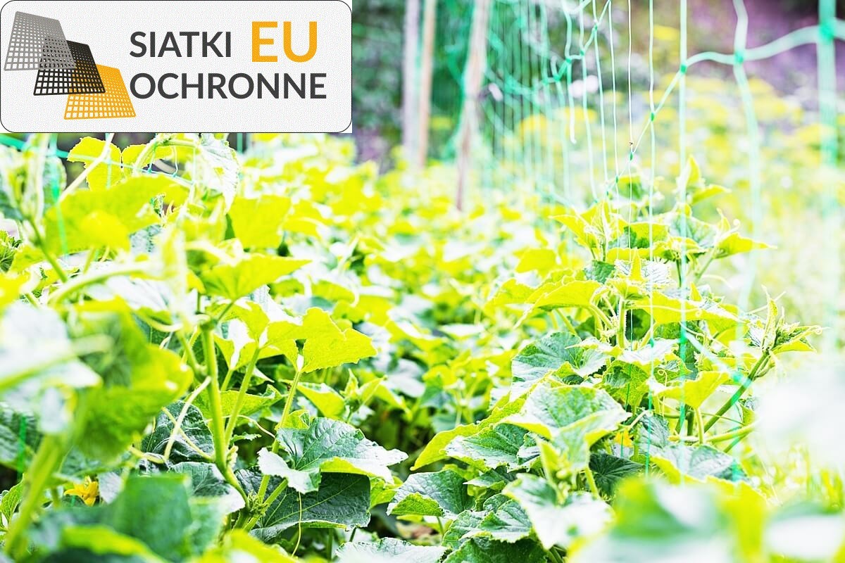 Wsparcie dla roślin pnących - siatka sznurkowa SiatkiOchronne.eu - Wsparcie dla roślin pnących - siatka sznurkowa