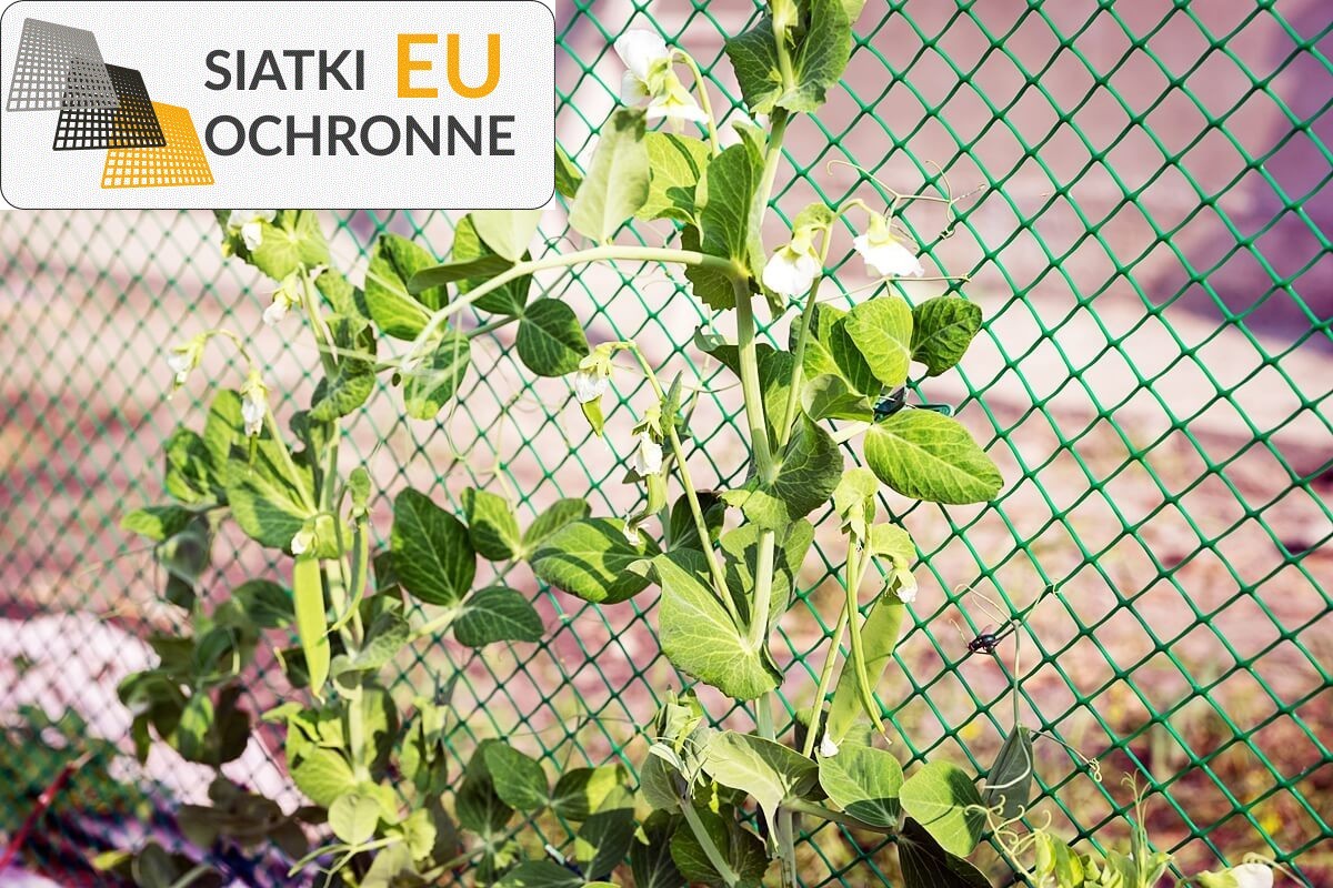 Siatka wspierająca rozwój roślin pnących SiatkiOchronne.eu - Siatka wspierająca rozwój roślin pnących
