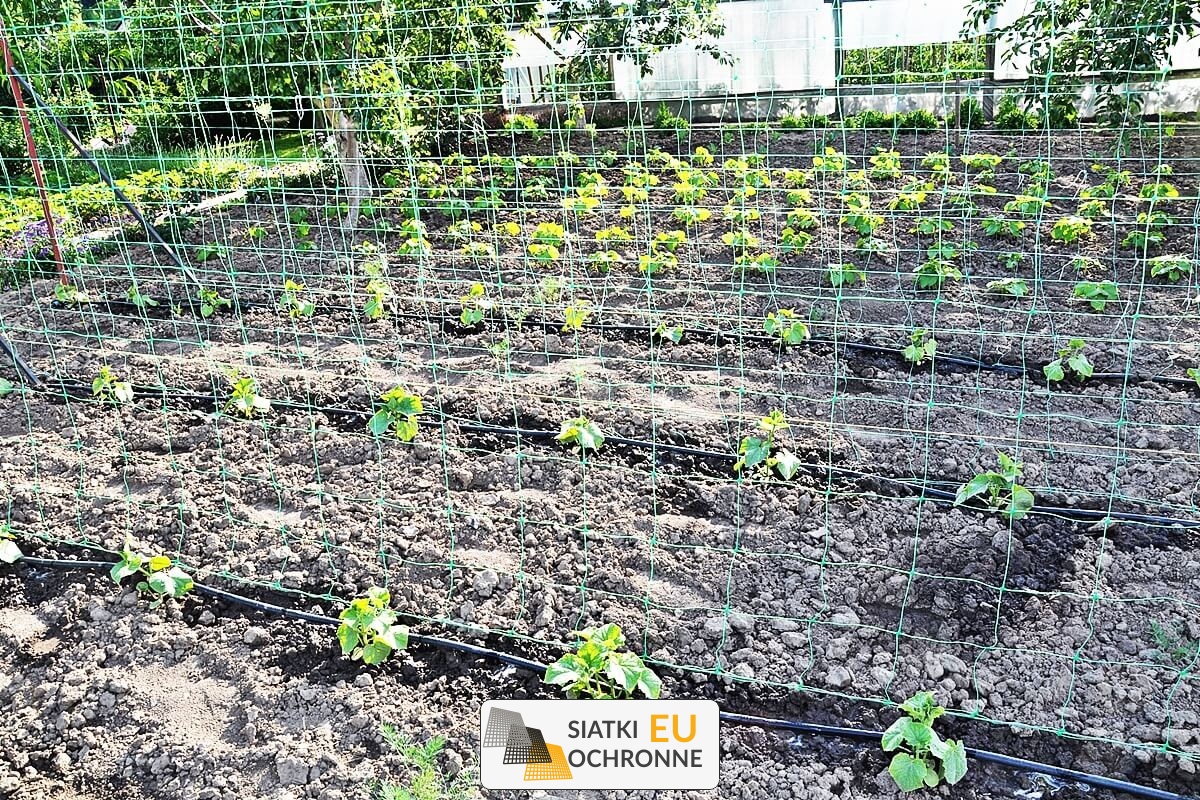   SiatkiOchronne.eu - Niezwykle trwała, gruba siatka dla pnączy, służąca przez wiele lat 