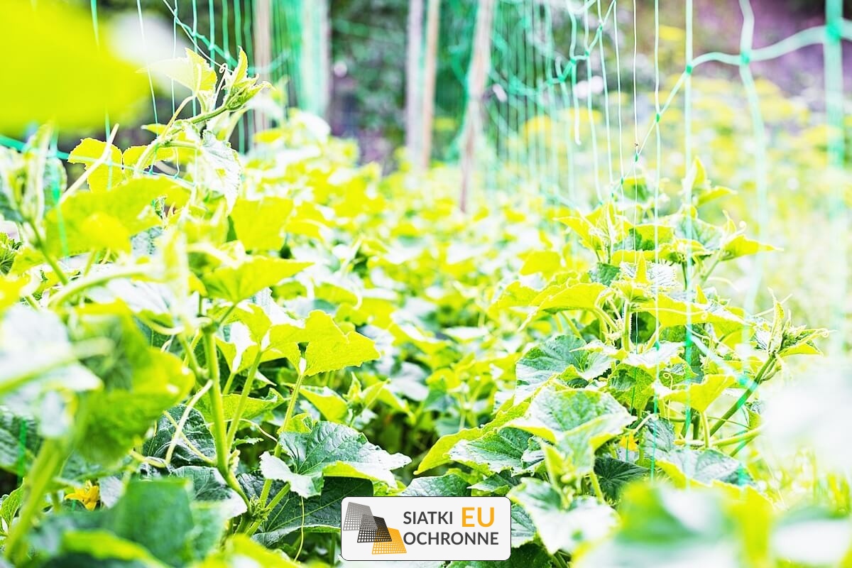 Siatka wspierająca wzrost roślin pnących w twoim ogrodzie warzywnym SiatkiOchronne.eu - Siatka wspierająca wzrost roślin pnących w twoim ogrodzie warzywnym