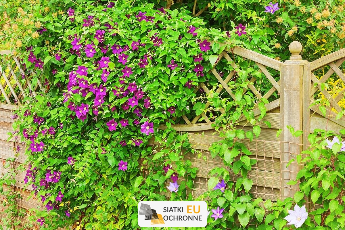   SiatkiOchronne.eu - Mocna siatka do wsparcia roślin pnących 