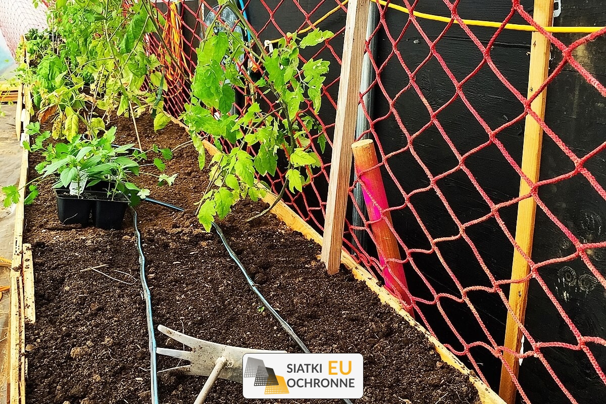 Siatka wspierająca wzrost roślin pnących w twoim ogrodzie warzywnym SiatkiOchronne.eu - Siatka wspierająca wzrost roślin pnących w twoim ogrodzie warzywnym