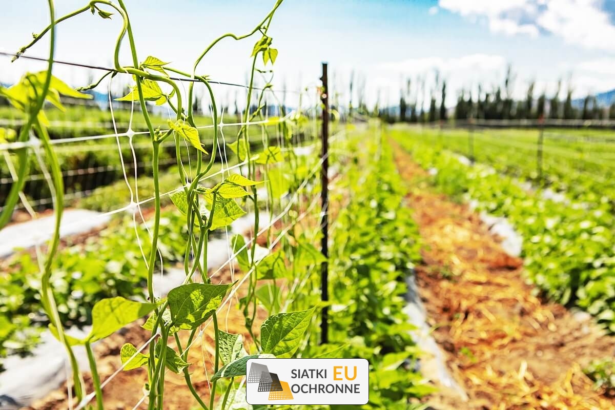   SiatkiOchronne.eu - Ekonomiczna siatka wspierająca rozwój warzyw pnących 
