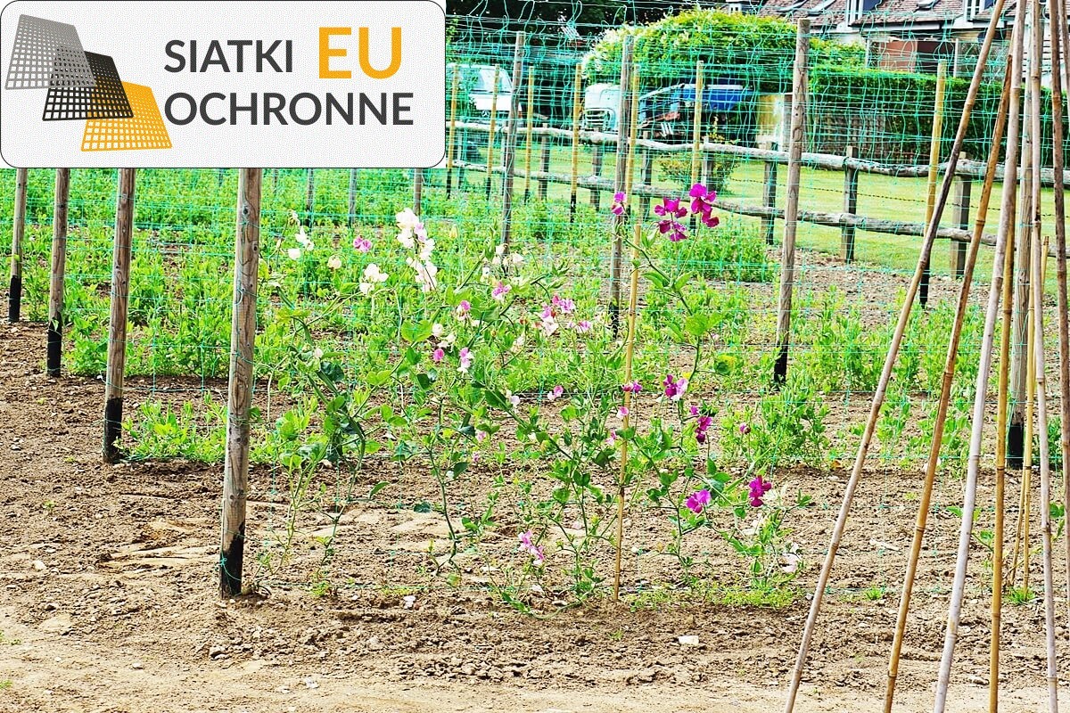 Ochrona Twoich upraw roślin za pomocą siatki sznurkowej SiatkiOchronne.eu - Ochrona Twoich upraw roślin za pomocą siatki sznurkowej