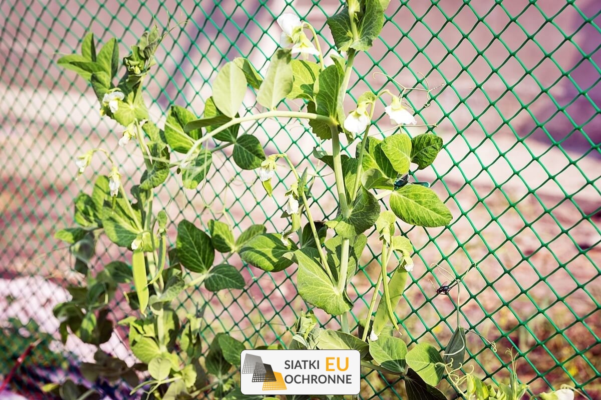 Siatka do ogródka uprawnego Zabezpieczenie upraw w ogrodzie SiatkiOchronne.eu - Siatka do ogródka uprawnego Zabezpieczenie upraw w ogrodzie