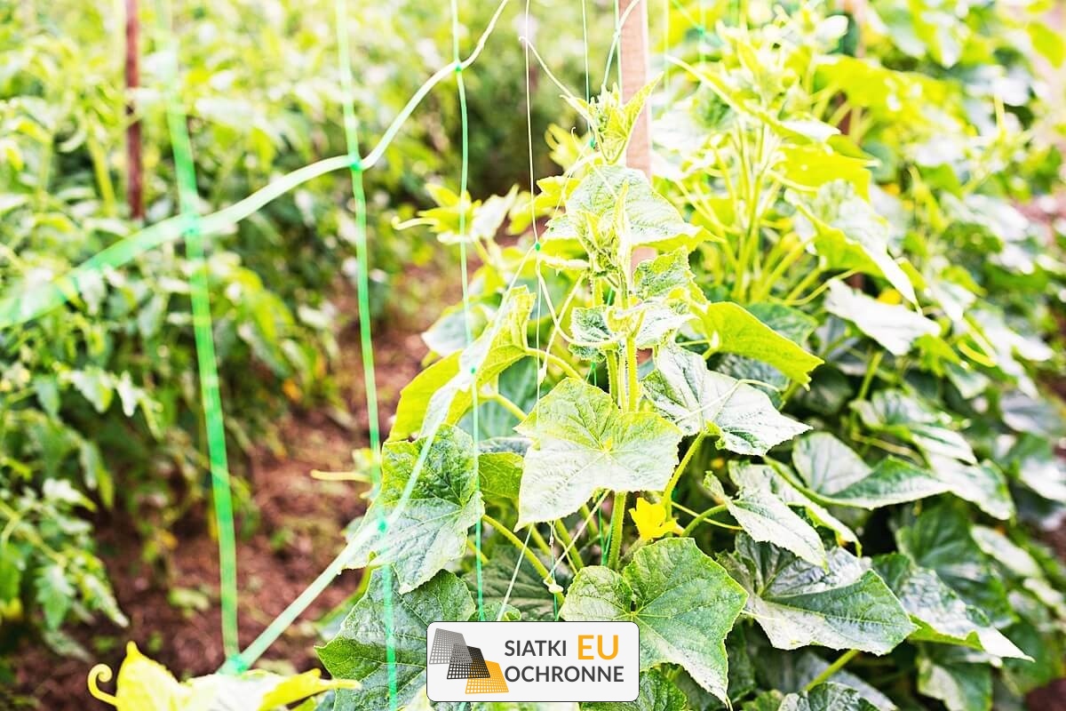 Siatka ochronna dla roślin uprawnych w ogrodzie SiatkiOchronne.eu - Siatka ochronna dla roślin uprawnych w ogrodzie