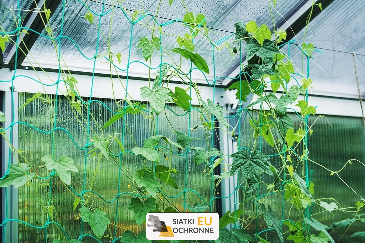   SiatkiOchronne.eu - Siatka ochronna dla roślin uprawnych w ogrodzie 