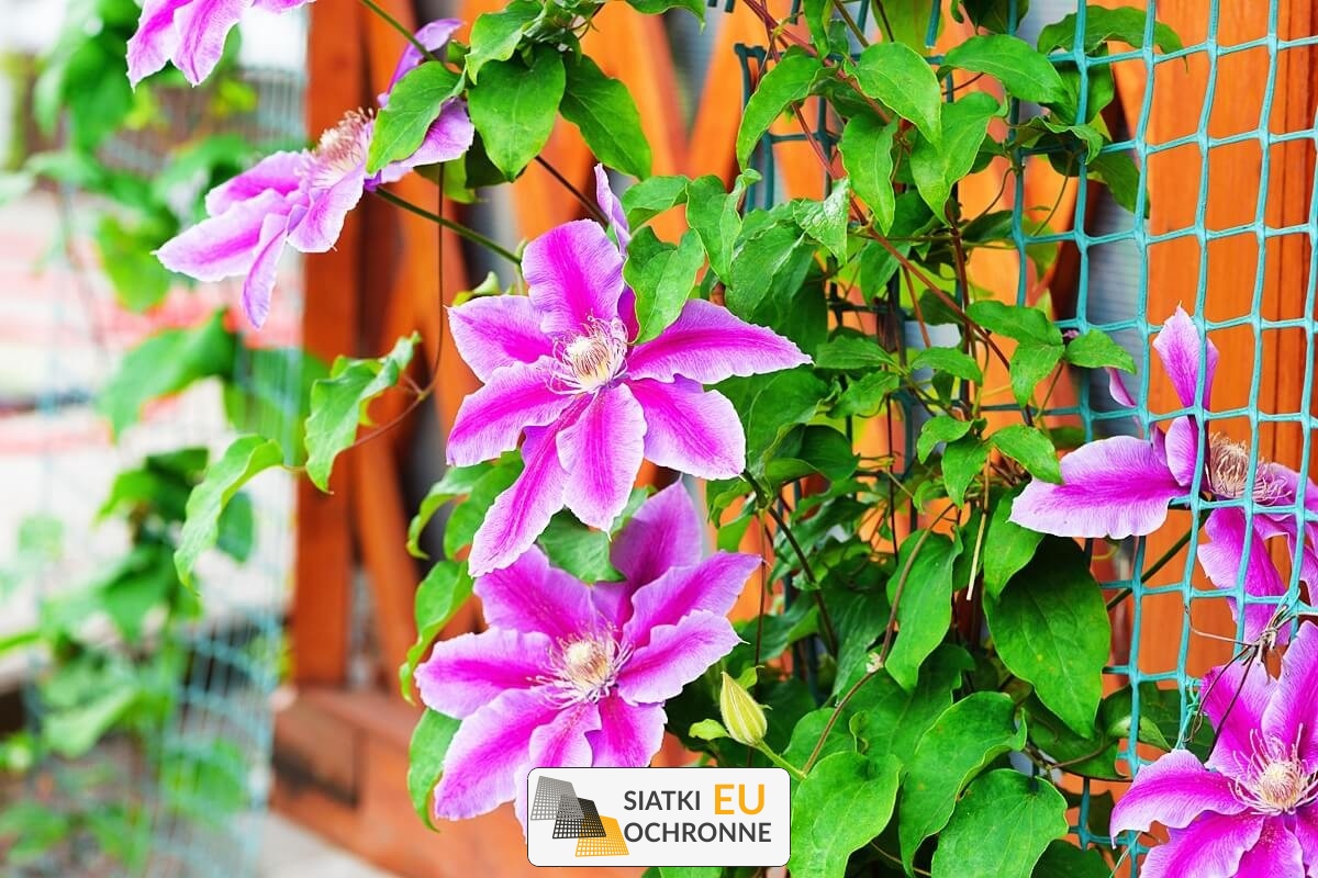   SiatkiOchronne.eu - Zabezpiecz swoją altankę lub domek rekreacyjny naszą siatką na zadaszenie 