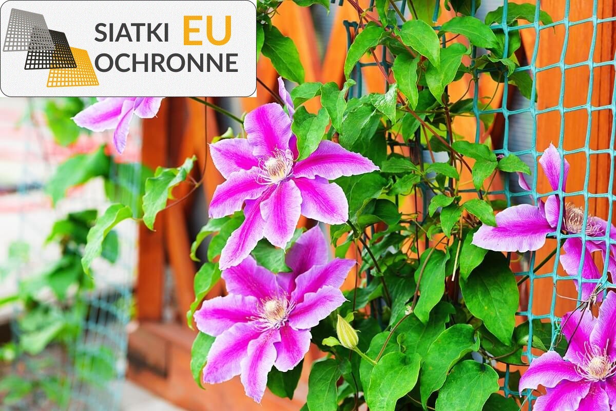 Twórcza dekoracja ogrodu z użyciem siatek sznurkowych SiatkiOchronne.eu - Twórcza dekoracja ogrodu z użyciem siatek sznurkowych