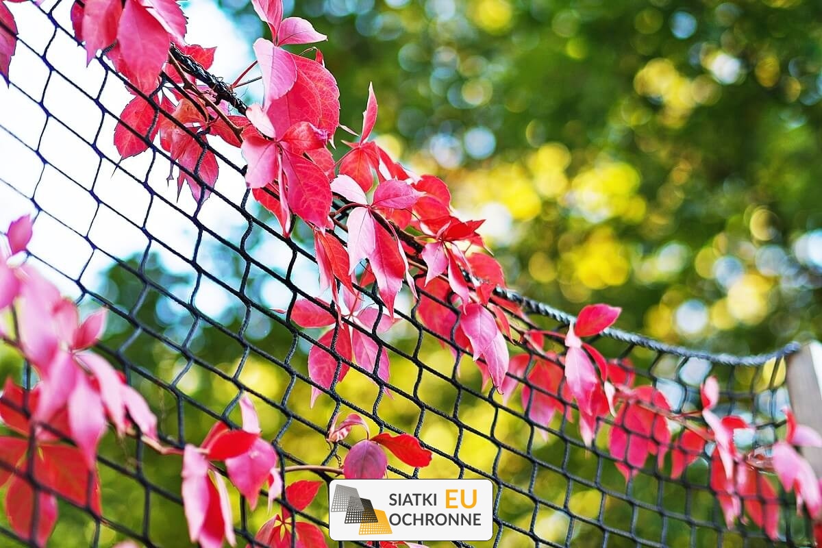  SiatkiOchronne.eu - Budowy zielonej ściany z siatki 