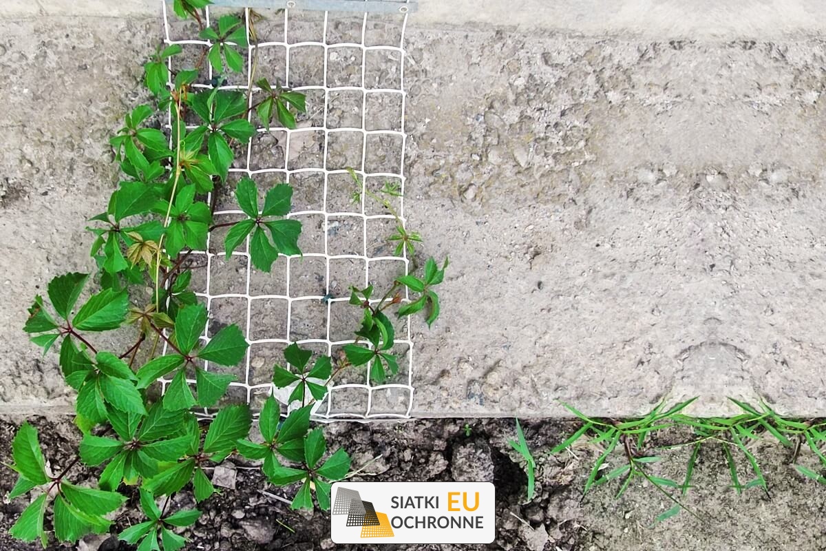 Harmonijna i funkcjonalna siatka do ozdobienia Twojej pergoli SiatkiOchronne.eu - Harmonijna i funkcjonalna siatka do ozdobienia Twojej pergoli