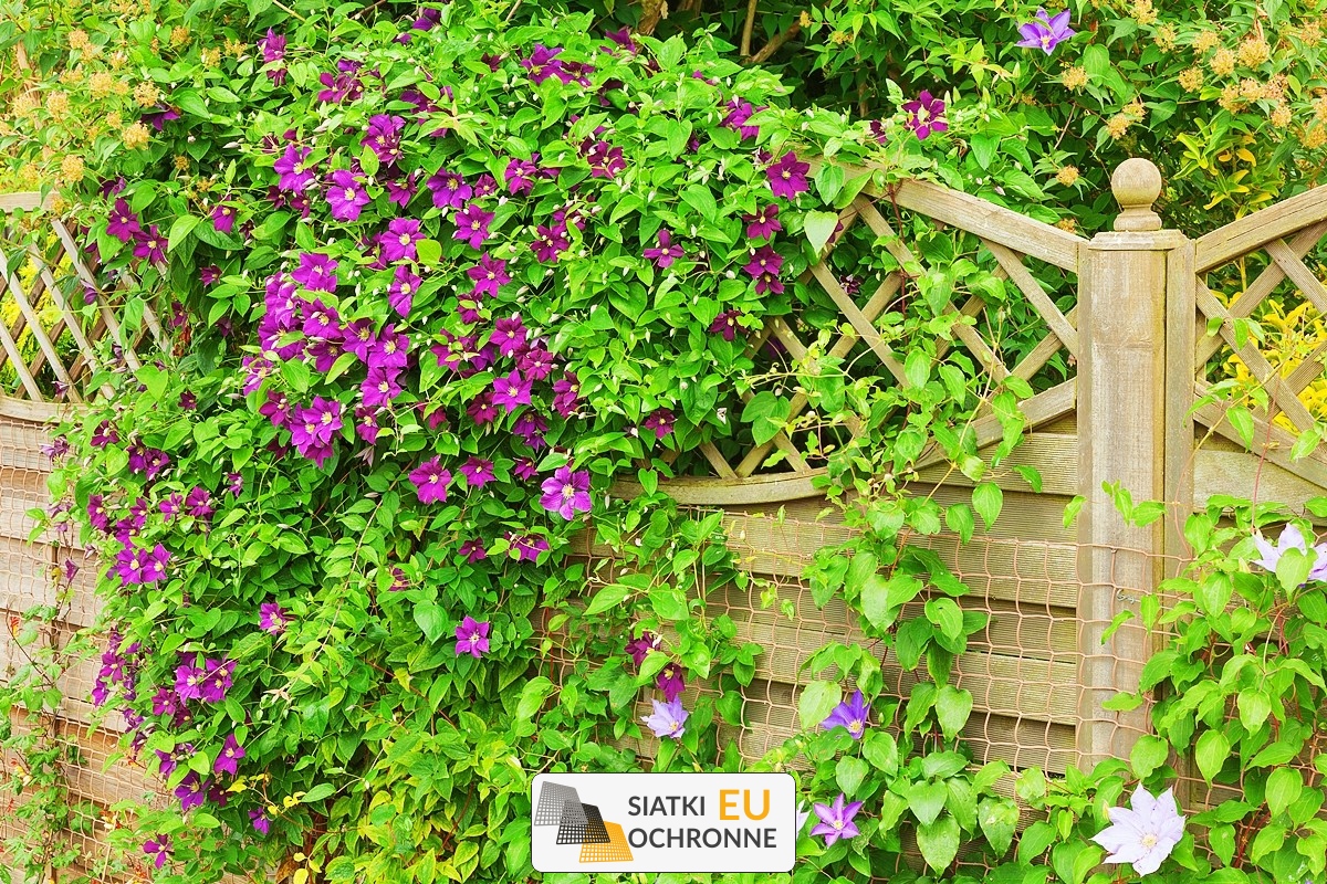 Kreatywne zadaszenie z siatki - doskonałe rozwiązanie dla świeżości i klimatu Twojego ogrodu SiatkiOchronne.eu - Kreatywne zadaszenie z siatki - doskonałe rozwiązanie dla świeżości i klimatu Twojego ogrodu