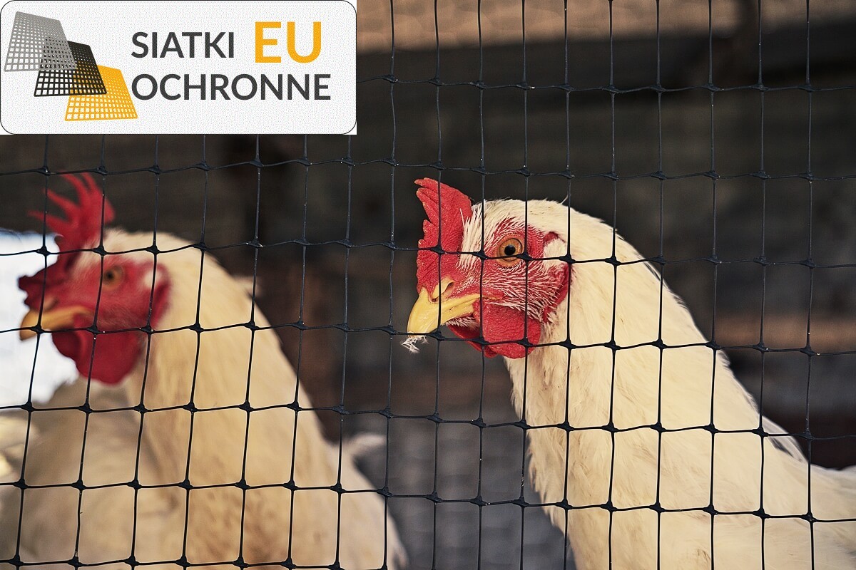 Bezpieczne ogrodzenie sznurkowe dla Twoich kaczek SiatkiOchronne.eu - Bezpieczne ogrodzenie sznurkowe dla Twoich kaczek