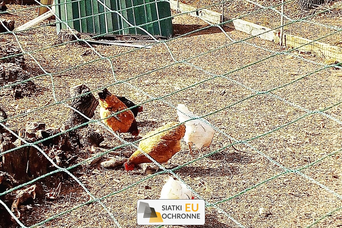   SiatkiOchronne.eu - Siatka na ptaki 