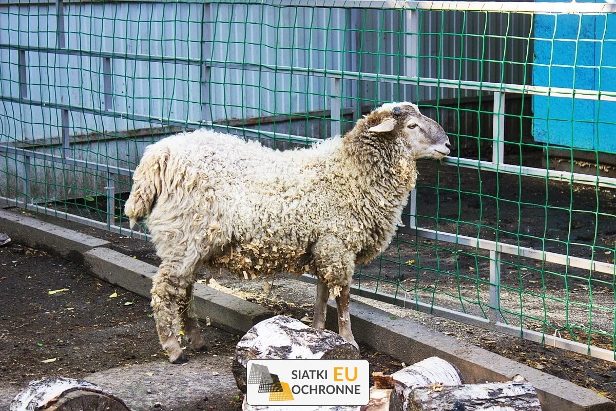 Sznurkowe siatki dla kóz: Inwestycja na lata zapewniająca pewne bezpieczeństwo SiatkiOchronne.eu - Sznurkowe siatki dla kóz: Inwestycja na lata zapewniająca pewne bezpieczeństwo