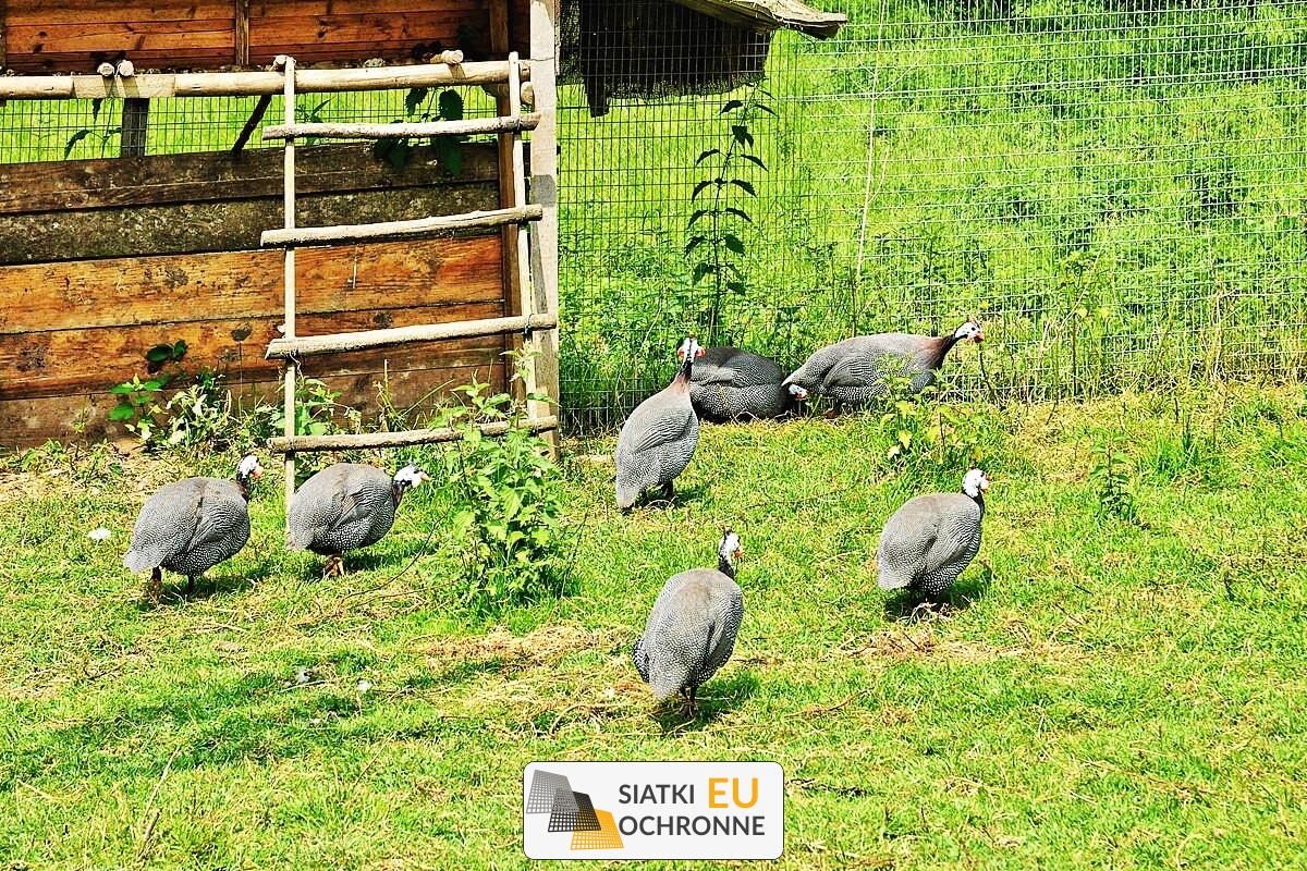 Ogrodzenie dla kóz Ogrodzenia dla hodowli kóz SiatkiOchronne.eu - Ogrodzenie dla kóz Ogrodzenia dla hodowli kóz