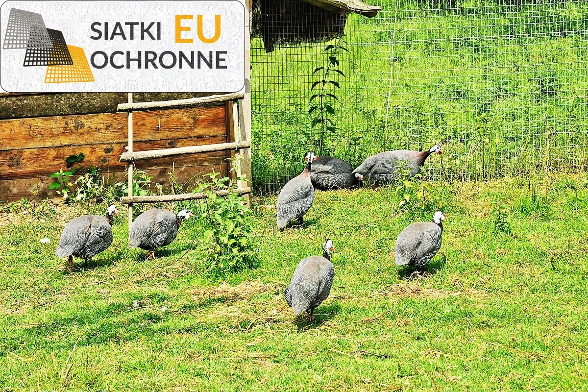 Komfort i atrakcyjna cena — klucz do sukcesu hodowli koni z siatkami sznurkowymi SiatkiOchronne.eu - Komfort i atrakcyjna cena — klucz do sukcesu hodowli koni z siatkami sznurkowymi