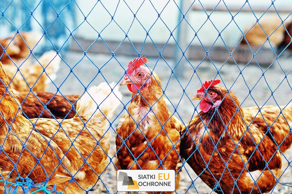   SiatkiOchronne.eu - Siatka dla zwierząt -mm PE 