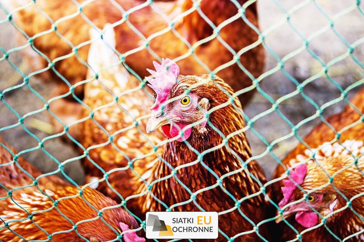 Ogrodzenie dla zwierząt Siatka do ogrodzenia hodowli zwierząt SiatkiOchronne.eu - Ogrodzenie dla zwierząt Siatka do ogrodzenia hodowli zwierząt