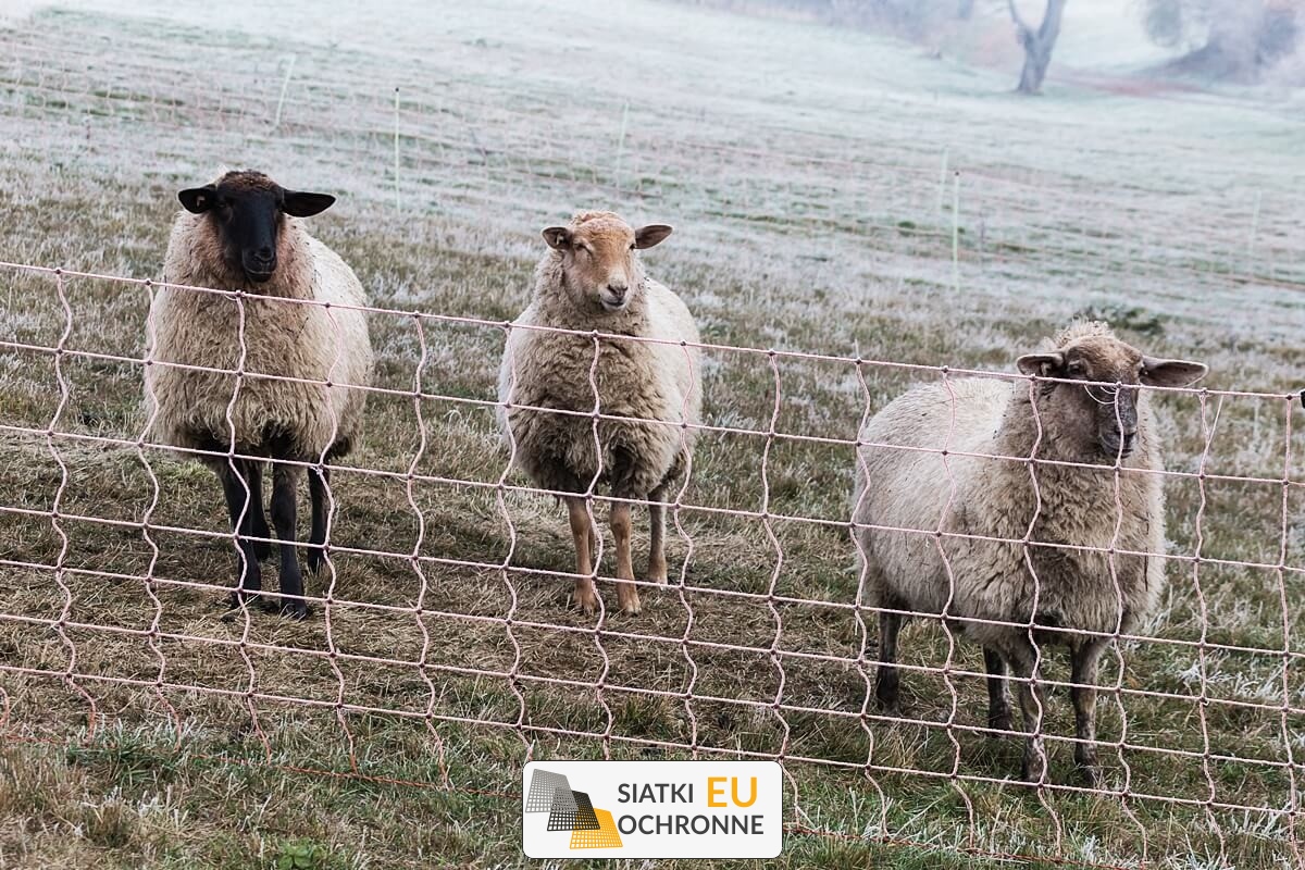   SiatkiOchronne.eu - Ekonomiczna siatka sznurkowa zapewniająca bezpieczne miejsce dla alpak 