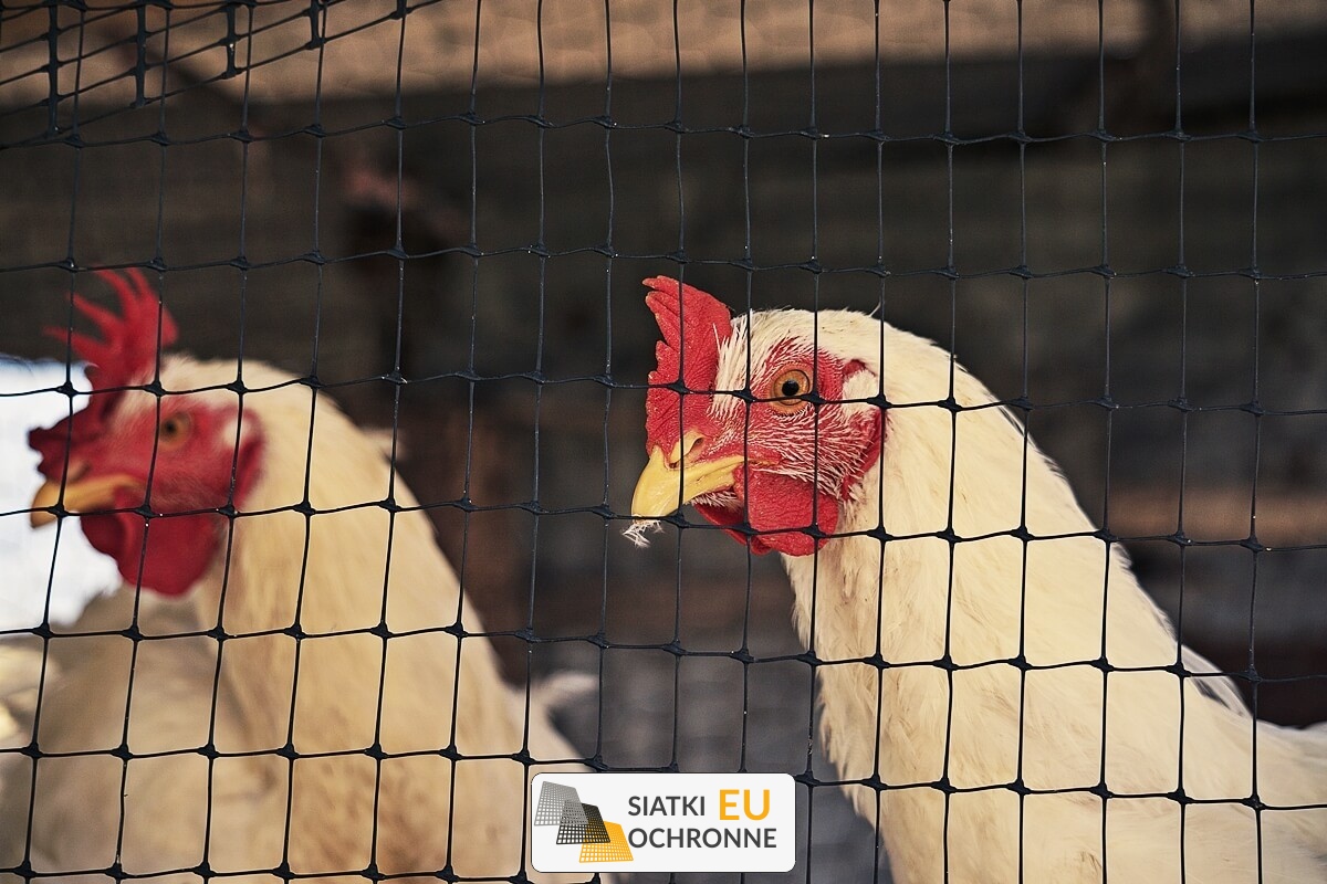   SiatkiOchronne.eu - Zapewnij swoim krówkom bezpieczeństwo i komfort z naszym ekonomicznym ogrodzeniem 