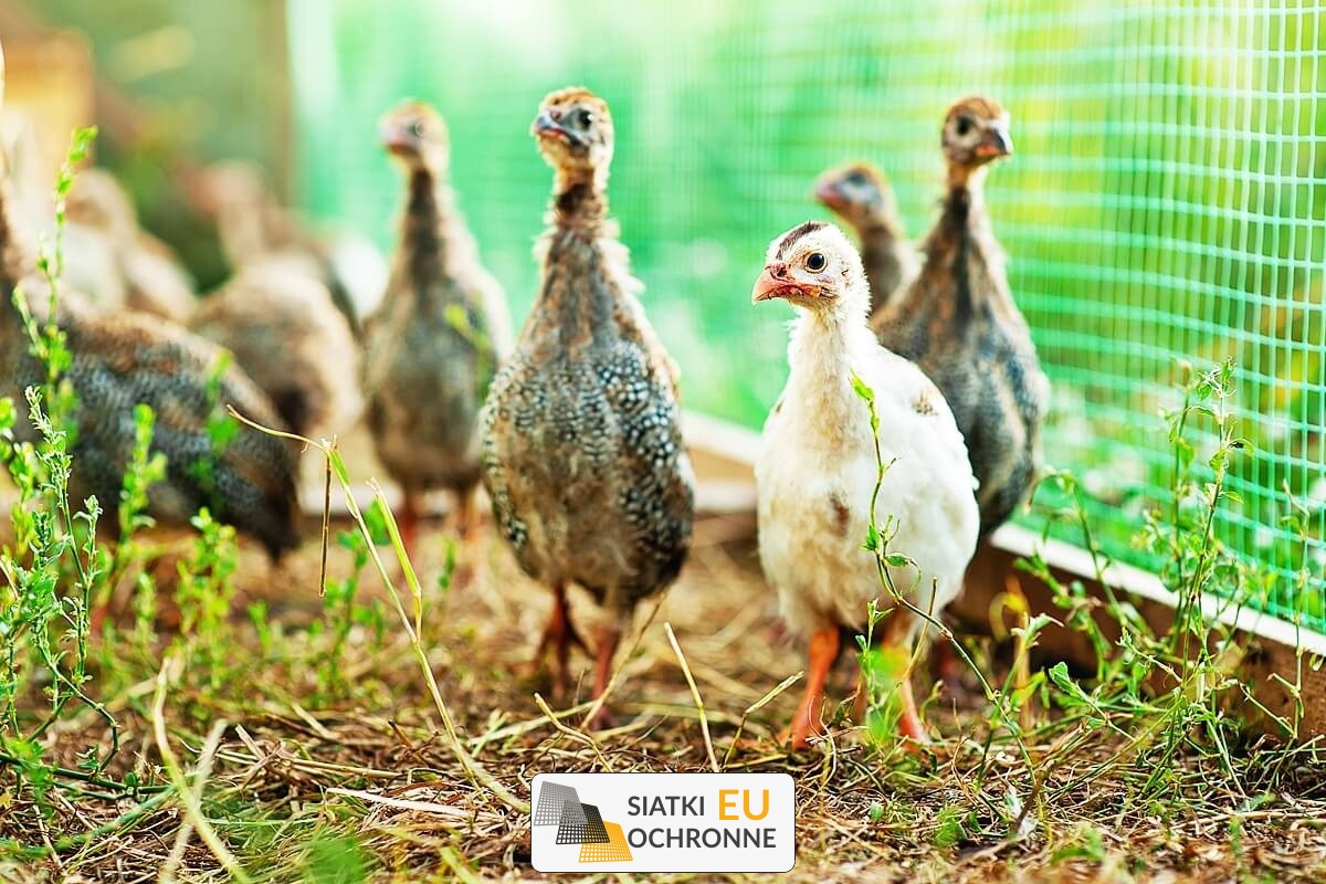 Ochronne siatki sznurkowe - bezpieczeństwo dla Twojego konia SiatkiOchronne.eu - Ochronne siatki sznurkowe - bezpieczeństwo dla Twojego konia