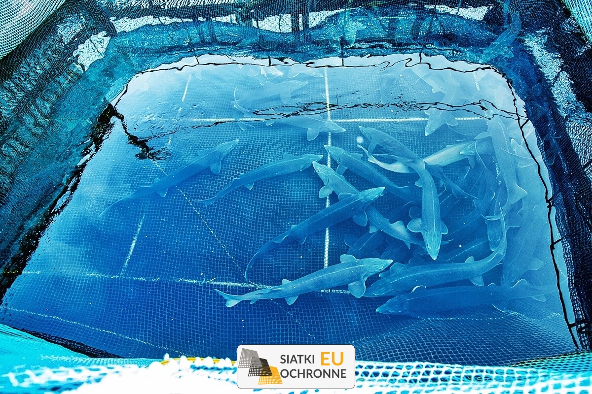   SiatkiOchronne.eu - Ochrona hodowli — Siatka ochronna dla Twoich ryb 