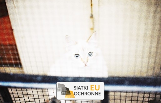   SiatkiOchronne.eu - Balkonowe Bezpieczeństwo i komfort siatka na balkon dla kotów    Balkonowe Siatki ochronne na wymiar    Balkonowe Praktyczne siatki na metry na balkon 