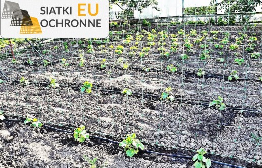 Siatka ochronna i segregacyjna dla grządek ogrodowych SiatkiOchronne.eu - Siatka ochronna i segregacyjna dla grządek ogrodowych