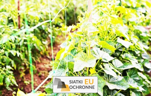   SiatkiOchronne.eu - Uniwersalna siatka ochronna na rośliny z małym oczkiem na każdą porę roku 