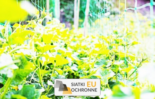  SiatkiOchronne.eu - Siatka na grządki — niezawodna ochrona przed nieproszonymi gośćmi 