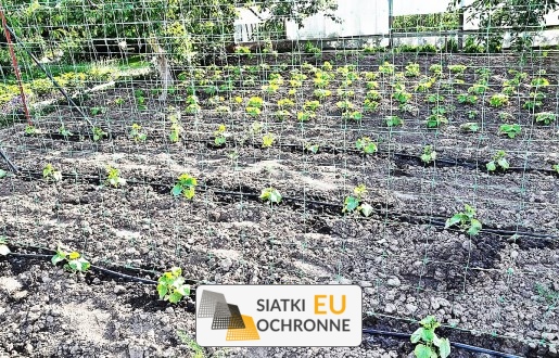   SiatkiOchronne.eu - Szybkie i proste ogrodzenie dla Twoich roślin — Nowoczesna siatka sznurkowa dla ogrodu 