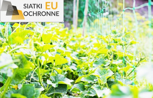 Jednorazowa siatka o gęstych oczkach dla uprawy roślin pnących SiatkiOchronne.eu - Jednorazowa siatka o gęstych oczkach dla uprawy roślin pnących