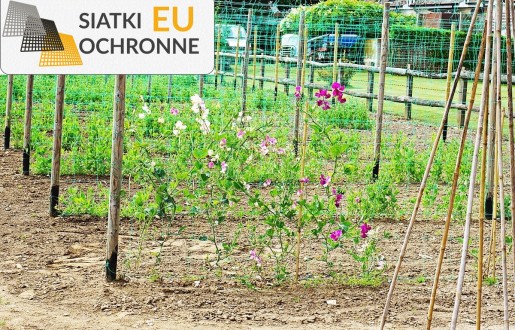 Idealna siatka sznurkowa do roślin pnących SiatkiOchronne.eu - Idealna siatka sznurkowa do roślin pnących