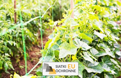 Siatka sznurkowa gęsta - niezawodna podpora dla wymagających roślin pnących SiatkiOchronne.eu - Siatka sznurkowa gęsta - niezawodna podpora dla wymagających roślin pnących