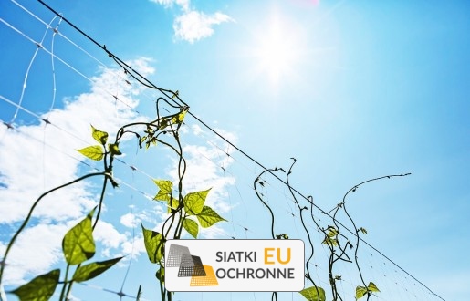   SiatkiOchronne.eu - Ekonomiczna siatka wspierająca rozwój warzyw pnących 