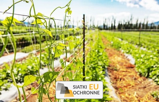   SiatkiOchronne.eu - Ekonomiczna siatka wspierająca rozwój warzyw pnących 