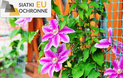 Siatka ochronna dla roślin w warzywniku SiatkiOchronne.eu - Siatka ochronna dla roślin w warzywniku